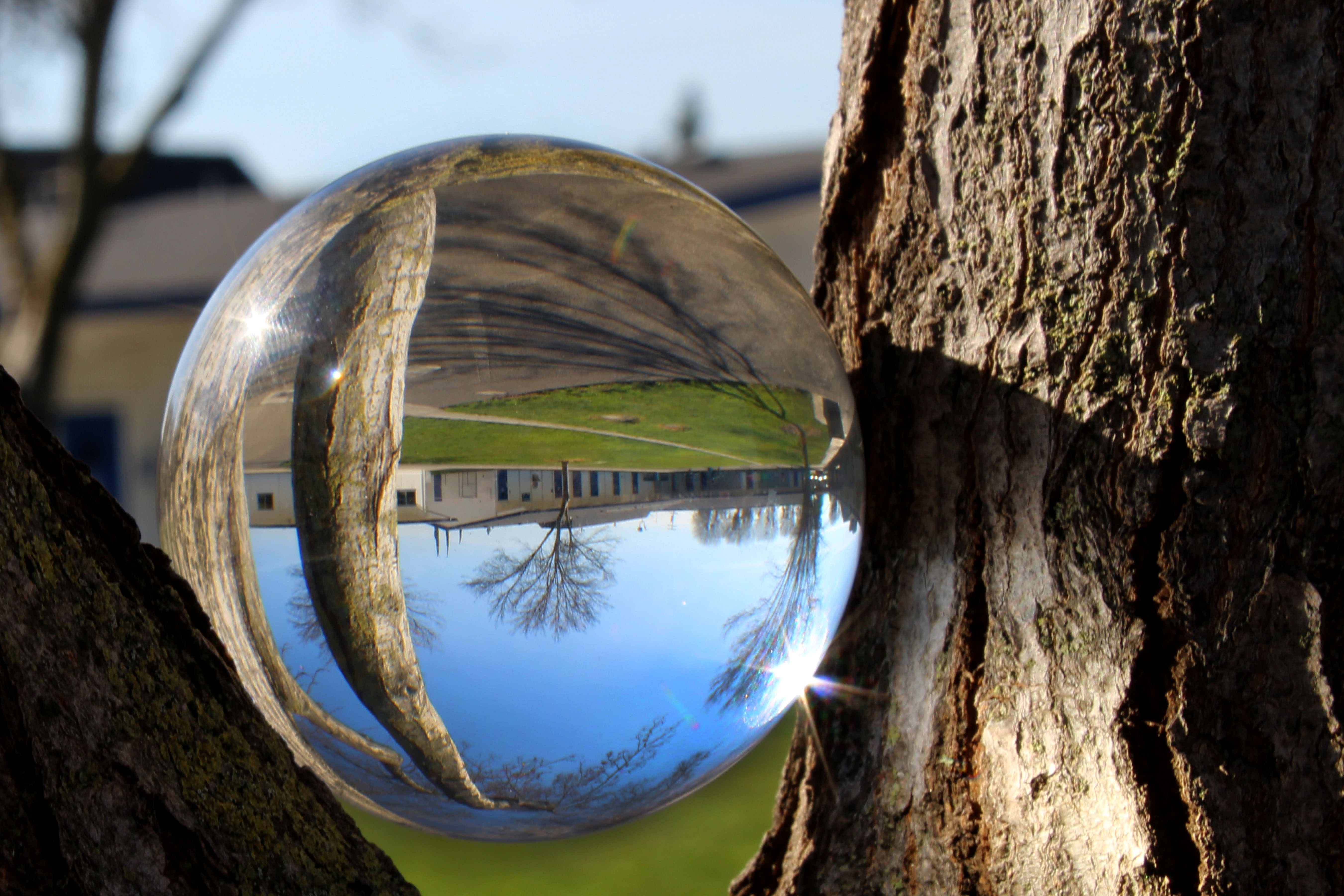 glass-ball-reflection-trees-1995677